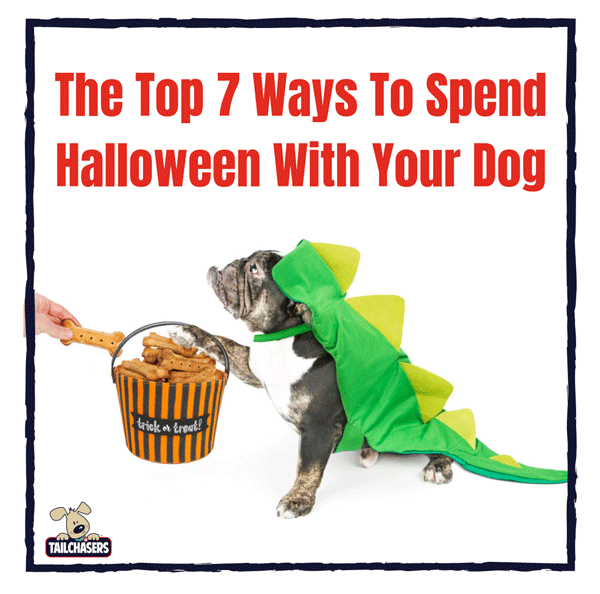 7 Ways To Spend Halloween With Your Dog | Barrington Pet Resort