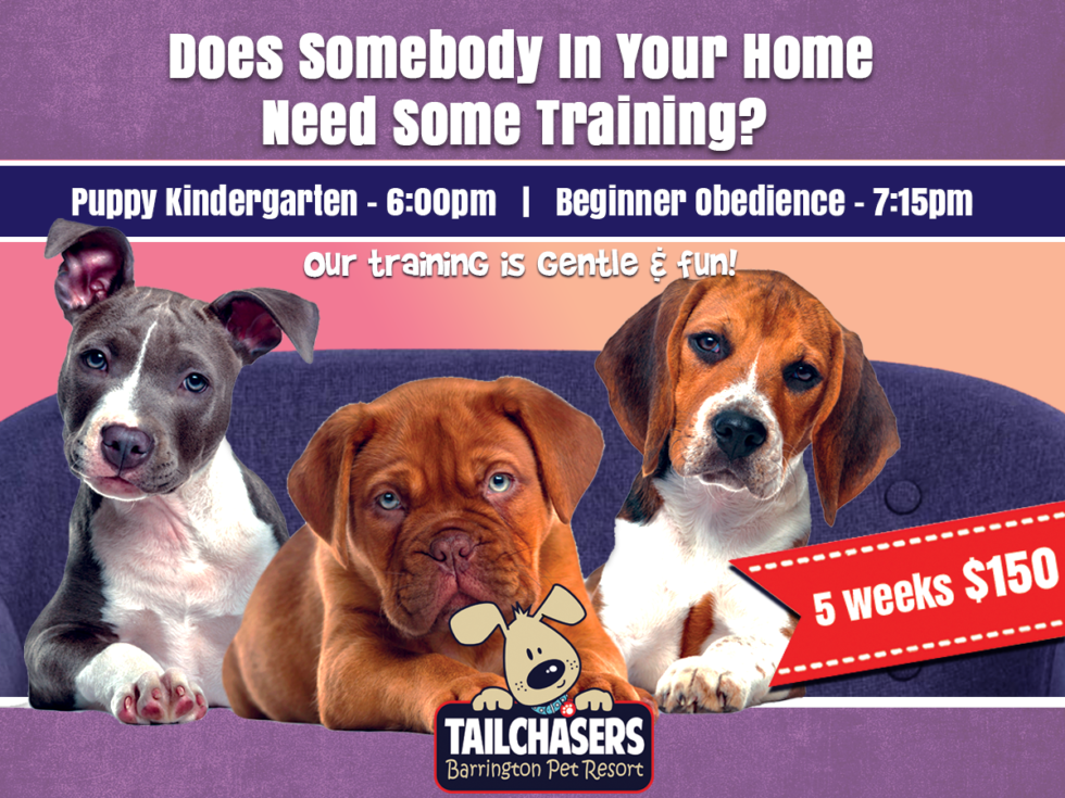 Barrington Pet Resort Tailchasers Incorporated